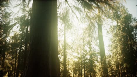 Hyperlapse-Im-Mammutbaumwald-Vom-Sonnenaufgang-An